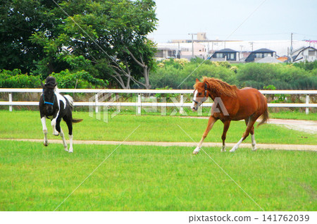 race race 141762039