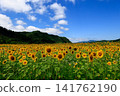 A sunflower field that shines in the blue sky 141762190