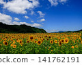 A sunflower field that shines in the blue sky 141762191