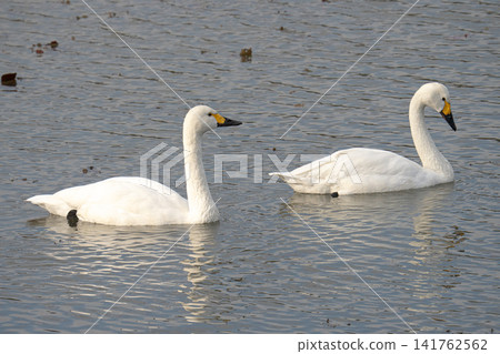 Tundra swan swimming on the surface of the water Tundra swan swimming on the surface of the water 141762562