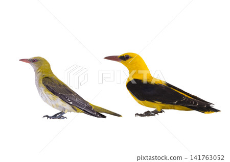 Eurasian Golden Oriole (Oriolus oriolus) young bird up to 3 years old looks green after it looks yellow Eurasian Golden Oriole (Oriolus oriolus) young bird up to 3 years old looks green after it looks yellow 141763052
