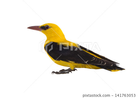 Eurasian Golden Oriole (Oriolus oriolus) isolated on a white background Eurasian Golden Oriole (Oriolus oriolus) isolated on a white background 141763053