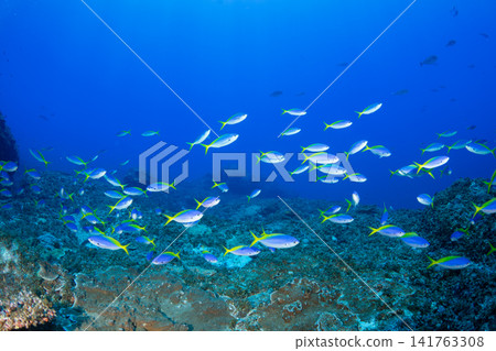 A school of Japanese dwarf yellowtail scad, Ogasawara Islands, Tokyo. A school of Japanese dwarf yellowtail scad, Ogasawara Islands, Tokyo. 141763308