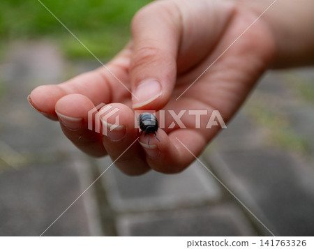 一隻鼠婦被捧在手掌中,特寫鏡頭捕捉到這一幕。背景是戶外的地面和草地,營造出一種觀察這種常見生物的寧靜氛圍。 一隻鼠婦被捧在手掌中,特寫鏡頭捕捉到這一幕。背景是戶外的地面和草地,營造出一種觀察這種常見生物的寧靜氛圍。 141763326