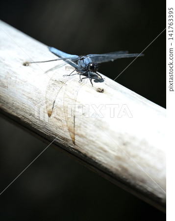 A large blue dragonfly basking in the summer sun. A large blue dragonfly basking in the summer sun. 141763395