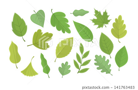 Green Summer Leaves Green Summer Leaves 141763483