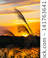 Susuki illuminated by the sunset 141763641