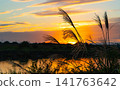 Susuki illuminated by the sunset 141763642