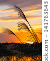 Susuki illuminated by the sunset 141763643