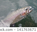 Rainbow trout that were caught 141763671