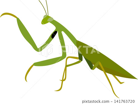 green praying mantis illustration green praying mantis illustration 141763720