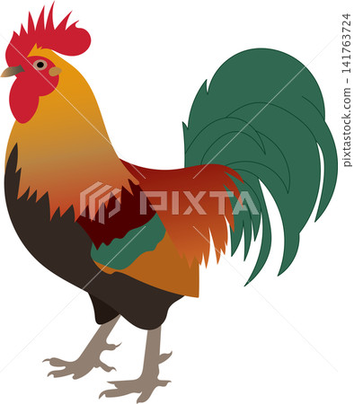 colorful chicken illustration 141763724
