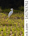 Landscape with egrets 141763762