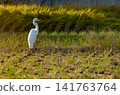 Landscape with egrets 141763764