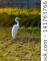Landscape with egrets 141763766