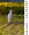 Landscape with egrets 141763767