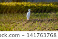 Landscape with egrets 141763768