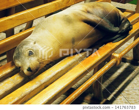 一隻海獅躺在木凳上(厄瓜多) 一隻海獅躺在木凳上(厄瓜多) 141763783
