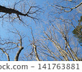 Bare winter trees stand out against the blue sky. 141763881