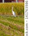 Herons looking for food after harvesting rice 141763986