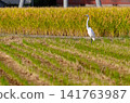 Herons looking for food after harvesting rice 141763987