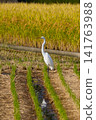 Herons looking for food after harvesting rice 141763988