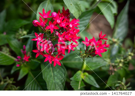 Red pentas flowers Red pentas flowers 141764027