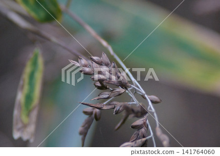 Bamboo seeds, fruiting, after flowering, summer, grass family. Bamboo seeds, fruiting, after flowering, summer, grass family. 141764060