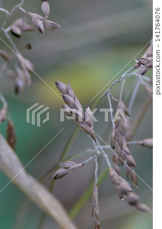 Bamboo seeds, fruiting, after flowering, summer, grass family. Bamboo seeds, fruiting, after flowering, summer, grass family. 141764076