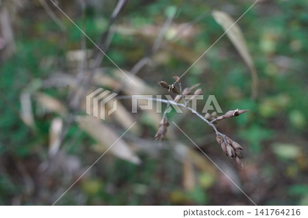 Bamboo seeds, fruiting, after flowering, summer, grass family. Bamboo seeds, fruiting, after flowering, summer, grass family. 141764216