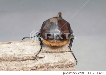 Rear view of a male Hercules beetle Rear view of a male Hercules beetle 141764320