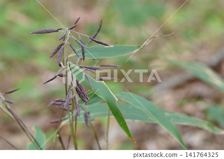 竹子,開花前,小穗 竹子,開花前,小穗 141764325