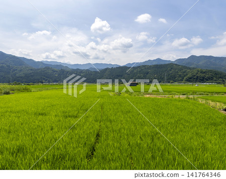 A vibrant rural landscape of fresh green leaves. A vibrant rural landscape of fresh green leaves. 141764346