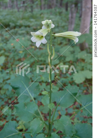 Lily Oreba Lily Oreba 141764387