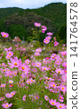  Cosmos field 141764578