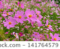  Cosmos field 141764579