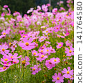  Cosmos field 141764580
