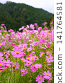  Cosmos field 141764581