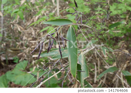 Bamboo grass, before flowering, spikelets Bamboo grass, before flowering, spikelets 141764606