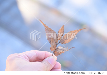 Zelkova fallen leaves Zelkova fallen leaves 141764635