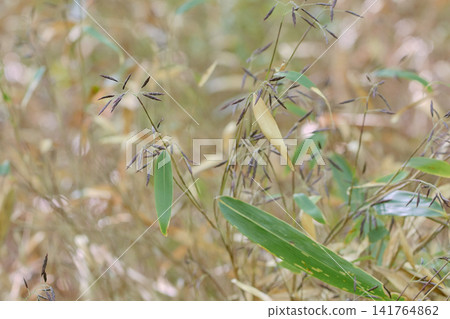 Bamboo grass, before flowering, spikelets Bamboo grass, before flowering, spikelets 141764862