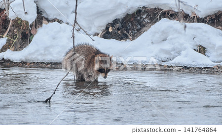 Raccoon Winter Raccoon Winter 141764864