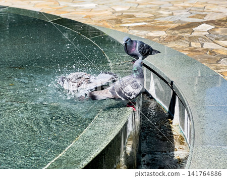 A dynamic moment of rock doves cooling off by bathing in the fountain's water. A dynamic moment of rock doves cooling off by bathing in the fountain's water. 141764886