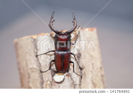 A male stag beetle spreads its mandibles to intimidate. A male stag beetle spreads its mandibles to intimidate. 141764891