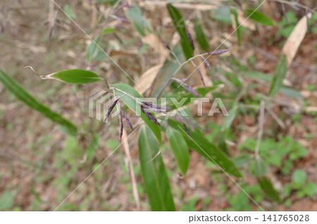 Bamboo grass, before flowering, spikelets 141765028