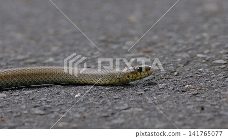 Euprepiophis Conspicillatus Euprepiophis Conspicillatus 141765077