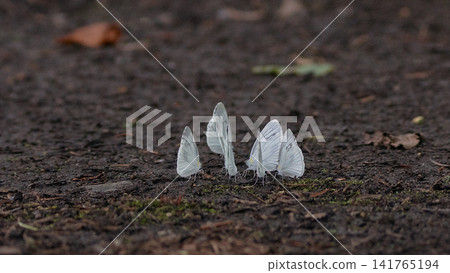 White-striped Butterfly White-striped Butterfly 141765194