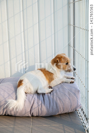 Jack Russell Terrier dog lying on soft bed and looking through fence. Pet resting on cushion on balcony. Jack Russell Terrier dog lying on soft bed and looking through fence. Pet resting on cushion on balcony. 141765563