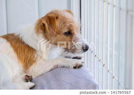 Jack Russell Terrier dog looking through window. Sad pet waiting for owner at home. Jack Russell Terrier dog looking through window. Sad pet waiting for owner at home. 141765567
