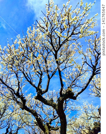 White plum blossoms blooming in the early spring blue sky White plum blossoms blooming in the early spring blue sky 141765647
